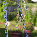Banded Garden Spider