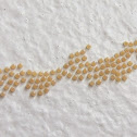 eggs & caterpillars of Tiger Moth