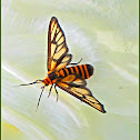 Amata Wasp Moth