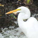 Great Egret