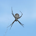 Argiope