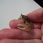 Fiddler crab