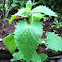 Catnip