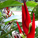 Heliconia