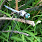 Great Blue Skimmer dragonfly (male)