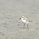 Kentish Plover (male)