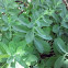 Sedum