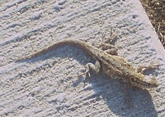 Spotting Image 1