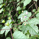 Porcelain berry