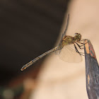 uncertain dragonfly