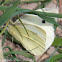 Small White Butterfly