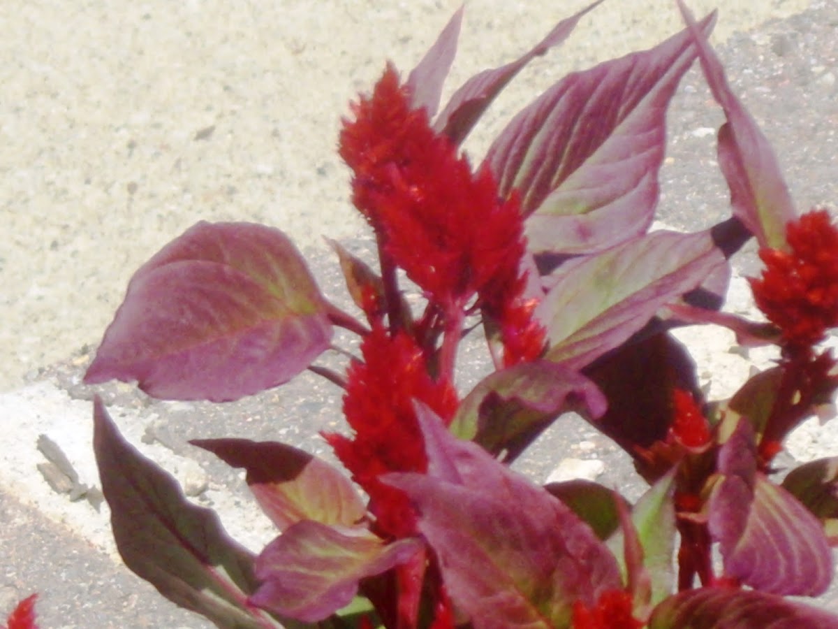 'New Look Red' celosia