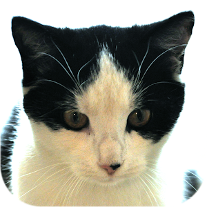 Cat Diaries Lite.apk 3.1