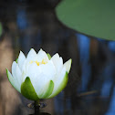 European White Waterlily, White Lotus, or Nenuphar