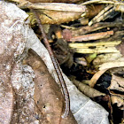 terrestrial leech