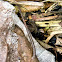 terrestrial leech