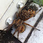 Wolf Spider