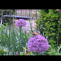 Allium