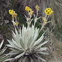 Frailejón