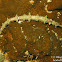 Winged Pipefish
