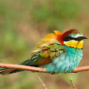 Bee eater