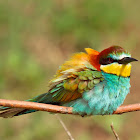 Bee eater