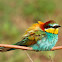 Bee eater