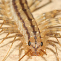 House Centipede