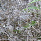 Beggar's Ticks        Hedge-Parsley