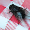Deer Fly