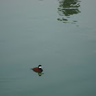 Ruddy Duck
