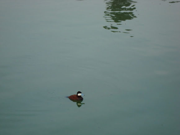 Spotting Image 1