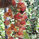 Orquidea