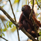 Venezuelan Red Howler Monkey