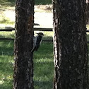 Red-Headed Woodpecker