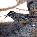 Cactus Wren