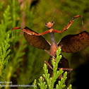 Praying Mantis