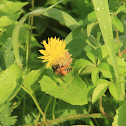 Water Mimosa