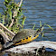 Yellow-bellied slider