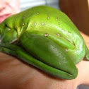 Green tree frog