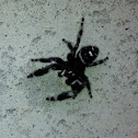 Bold jumping spider