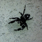 Bold jumping spider