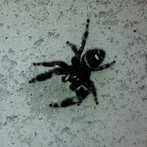 Spotting Image 1