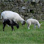 Cordero. Lamb