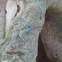 Green Lizard