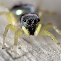 Jumping Spider