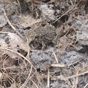 Oak toad