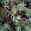 Juniperus communis, enebro o ginebro