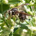 Bald-faced Hornet