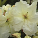 Rhododendron